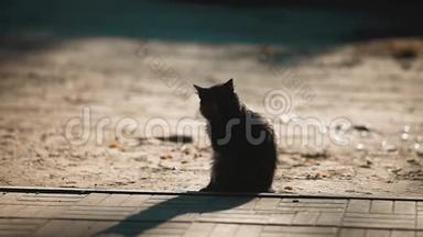 夏天在人行道上猫的剪影。 白色猫坐在户外剪影阳光。 猫的生活方式